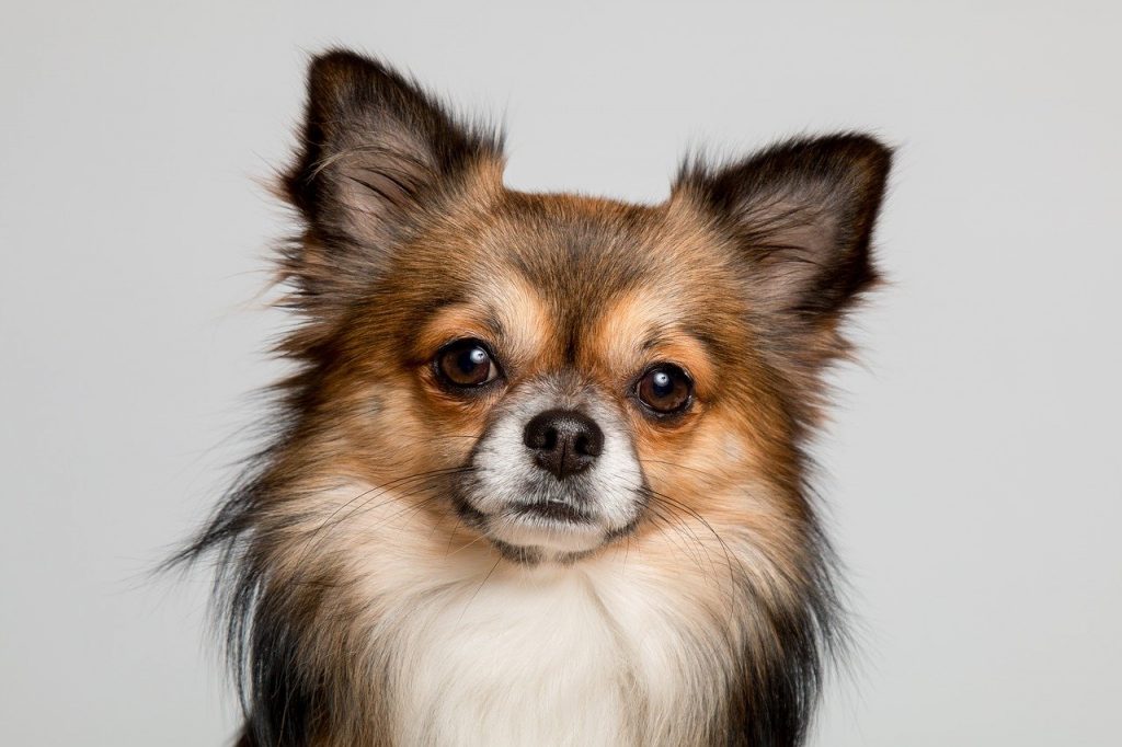 Populaire hondenrassen - Chihuahua